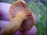 Chroogomphus tomentosus image