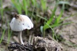 Panaeolus antillarum image