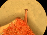 Pluteus petasatus image