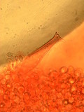Pluteus petasatus image
