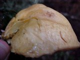 Suillus tomentosus image