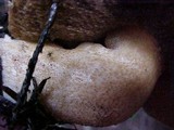 Suillus tomentosus image