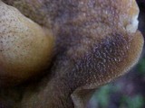Suillus tomentosus image