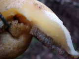 Suillus tomentosus image