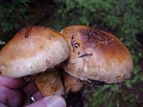 Tricholoma focale image