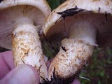 Tricholoma focale image