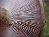Tricholoma focale image