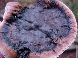 Hydnellum peckii image