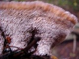 Hydnellum peckii image
