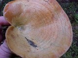 Lactarius rubrilacteus image