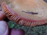 Lactarius rubrilacteus image