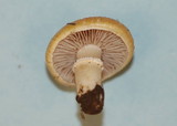 Stropharia coronilla image