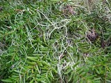 Alectoria sarmentosa image