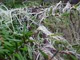 Alectoria sarmentosa image