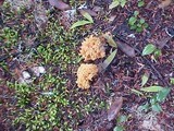 Ramaria rasilispora image