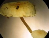 Mycena albidula image