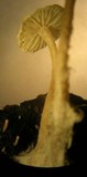 Mycena albidula image