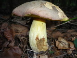 Boletus fechtneri image