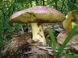 Boletus regius image