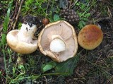 Cortinarius esculentus image