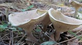 Ampulloclitocybe clavipes image