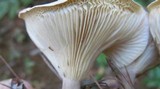 Ampulloclitocybe clavipes image