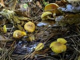 Gymnopilus penetrans image