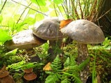 Leccinum variicolor image