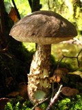 Leccinum variicolor image