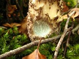 Leccinum variicolor image