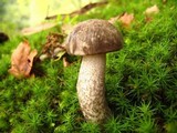 Leccinum variicolor image