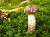 Leccinum variicolor image