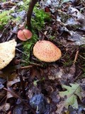 Suillus spraguei image