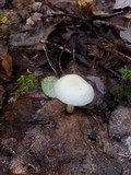 Hygrocybe virginea var. virginea image