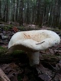 Lactarius deceptivus image