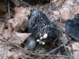 Asterophora lycoperdoides image