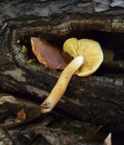 Tricholomopsis decora image