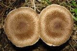 Inocybe lanuginosa image