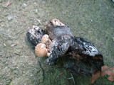 Asterophora lycoperdoides image