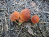 Laccaria maritima image