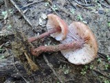 Laccaria maritima image