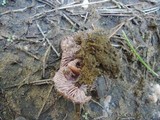 Laccaria maritima image