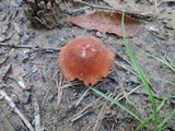 Laccaria maritima image