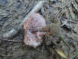 Laccaria maritima image