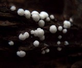 Ceratiomyxa fruticulosa var. fruticulosa image