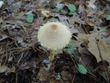 Lepiota magnispora image