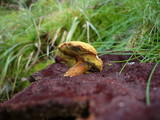 Buchwaldoboletus lignicola image