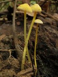 Mycena crocea image