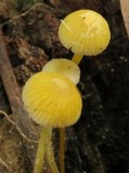 Mycena crocea image