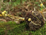 Mycena crocea image